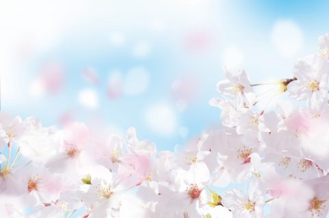 2023年の桜の開花は観測史上最早が続出